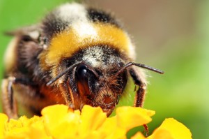 Bumblebee extreme macro 2