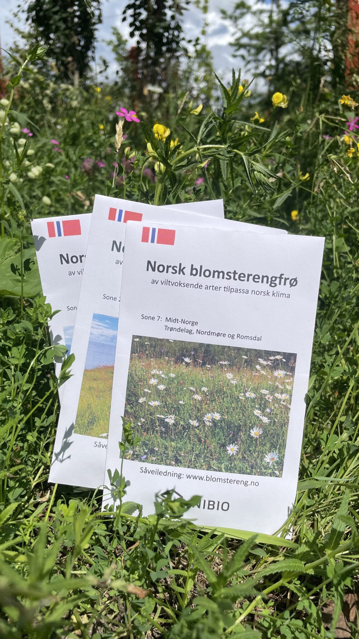 Norske blomsterengfrø fra Nibio Landvik