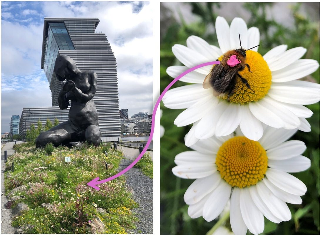 En av engene prosjektet foregikk var engen som omgir “Moren” statuen utenfor Munch-museet i Oslo. Her ble bier og humler markert med rosa.